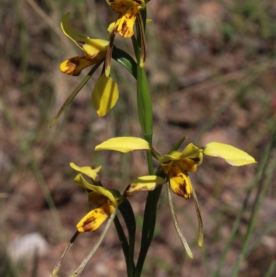 Diuris sulphurea (Tiger Orchid) at MTR591 at Gundaroo - 2 Nov 2020 by MaartjeSevenster