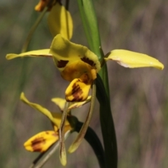 Diuris sulphurea at Gundaroo, NSW - 2 Nov 2020