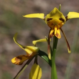 Diuris sulphurea at Gundaroo, NSW - 2 Nov 2020