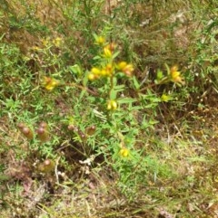 Hypericum perforatum (St John's Wort) at Wodonga, VIC - 1 Nov 2020 by ClaireSee