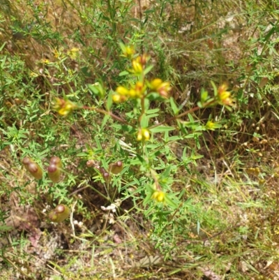 Hypericum perforatum (St John's Wort) at Wodonga - 1 Nov 2020 by ClaireSee