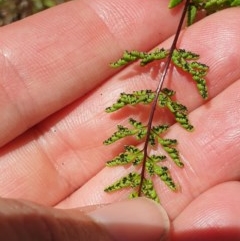 Cheilanthes sieberi (Rock Fern) at Wodonga - 1 Nov 2020 by ClaireSee