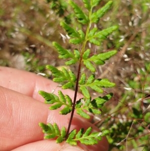 Cheilanthes sieberi at Wodonga - 1 Nov 2020 02:37 PM