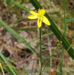Tricoryne elatior (Yellow Rush Lily) at Jack Perry Reserve - 1 Nov 2020 by ClaireSee