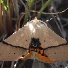 Gastrophora henricaria (Fallen-bark Looper, Beautiful Leaf Moth) at Gundaroo, NSW - 2 Nov 2020 by MaartjeSevenster