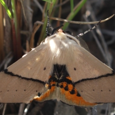 Gastrophora henricaria (Fallen-bark Looper, Beautiful Leaf Moth) at Gundaroo, NSW - 2 Nov 2020 by MaartjeSevenster