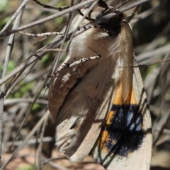 Gastrophora henricaria at Gundaroo, NSW - 2 Nov 2020