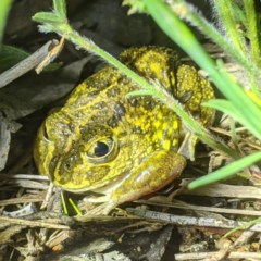 Neobatrachus sudellae (Sudell's Frog or Common Spadefoot) at Lions Youth Haven - Westwood Farm A.C.T. - 2 Nov 2020 by HelenCross