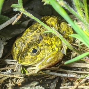 Neobatrachus sudellae at Tuggeranong DC, ACT - 2 Nov 2020