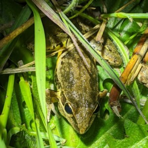 Litoria latopalmata at Tuggeranong DC, ACT - suppressed