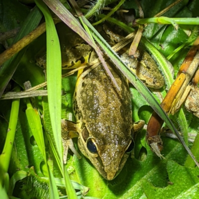 Litoria latopalmata (Broad-palmed Tree-frog) at Lions Youth Haven - Westwood Farm - 2 Nov 2020 by HelenCross