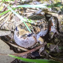 Uperoleia laevigata (Smooth Toadlet) at Lions Youth Haven - Westwood Farm A.C.T. - 2 Nov 2020 by HelenCross