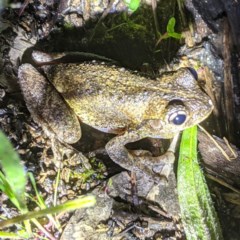 Litoria peronii (Peron's Tree Frog, Emerald Spotted Tree Frog) at Lions Youth Haven - Westwood Farm - 2 Nov 2020 by HelenCross