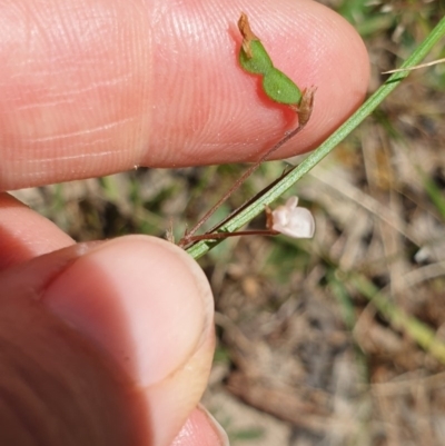 Grona varians (Slender Tick-Trefoil) at Wodonga, VIC - 2 Nov 2020 by ClaireSee