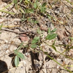 Grona varians at Wodonga - 2 Nov 2020 12:23 PM