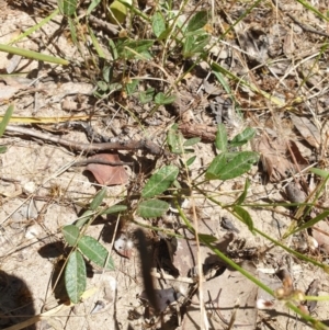 Grona varians at Wodonga - 2 Nov 2020 12:23 PM