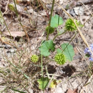 Hydrocotyle laxiflora at Wodonga - 1 Nov 2020 02:39 PM