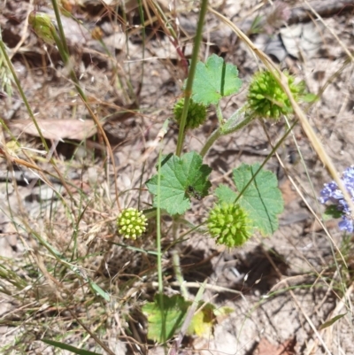 Hydrocotyle laxiflora (Stinking Pennywort) at Wodonga, VIC - 1 Nov 2020 by ClaireSee