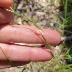 Microlaena stipoides (Weeping Grass) at Jack Perry Reserve - 1 Nov 2020 by ClaireSee