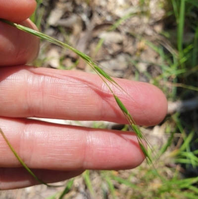 Microlaena stipoides (Weeping Grass) at Wodonga, VIC - 1 Nov 2020 by ClaireSee