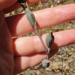 Thelymitra (Genus) at Wodonga, VIC - suppressed