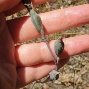 Thelymitra sp. at Wodonga, VIC - suppressed