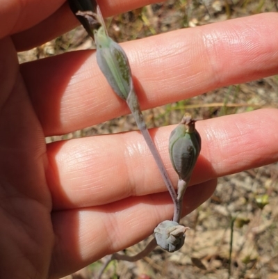 Thelymitra sp. (A Sun Orchid) at Wodonga - 1 Nov 2020 by ClaireSee