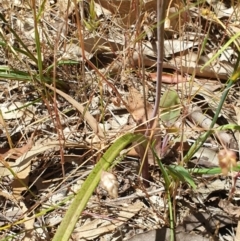 Thelymitra sp. at Wodonga, VIC - suppressed