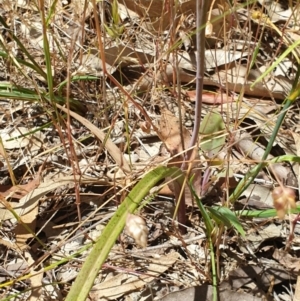 Thelymitra sp. at Wodonga, VIC - suppressed