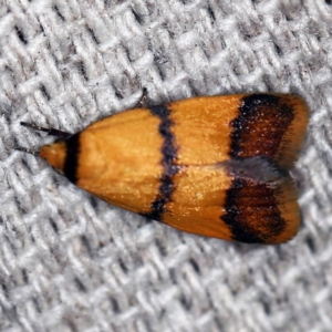 Heteroteucha translatella at O'Connor, ACT - 8 Dec 2019 09:34 PM