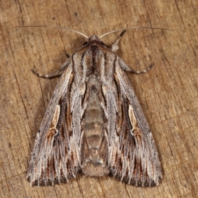 Persectania (genus) (A Noctuid moth) at Melba, ACT - 1 Nov 2020 by kasiaaus