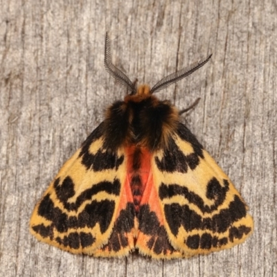 Ardices curvata (Crimson Tiger Moth) at Melba, ACT - 1 Nov 2020 by kasiaaus