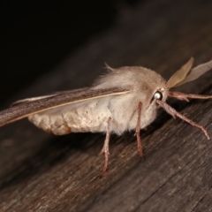 Arhodia lasiocamparia at Melba, ACT - 1 Nov 2020 11:43 PM