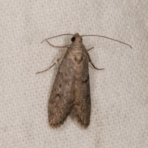 Heteromicta pachytera at Melba, ACT - 1 Nov 2020