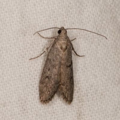 Heteromicta pachytera (Galleriinae subfamily moth) at Melba, ACT - 1 Nov 2020 by kasiaaus