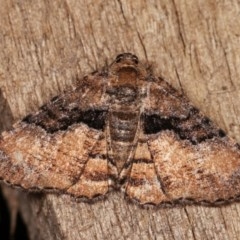 Aporoctena undescribed species (A Geometrid moth) at Melba, ACT - 1 Nov 2020 by kasiaaus