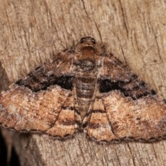 Aporoctena undescribed species (A Geometrid moth (Ennominae)) at Melba, ACT - 1 Nov 2020 by kasiaaus
