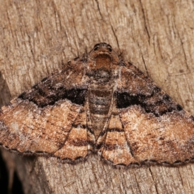 Aporoctena undescribed species (A Geometrid moth) at Melba, ACT - 1 Nov 2020 by kasiaaus