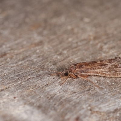 Trichoptera sp. (order) (Unidentified Caddisfly) at Melba, ACT - 1 Nov 2020 by kasiaaus