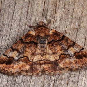 Cryphaea xylina at Melba, ACT - 1 Nov 2020 09:18 PM