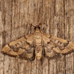 Nacoleia rhoeoalis (A Crambid moth (Spilomelinae) at Melba, ACT - 1 Nov 2020 by kasiaaus