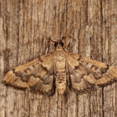 Nacoleia rhoeoalis (A Crambid moth (Spilomelinae) at Melba, ACT - 1 Nov 2020 by kasiaaus