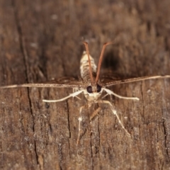 Nacoleia rhoeoalis at Melba, ACT - 1 Nov 2020