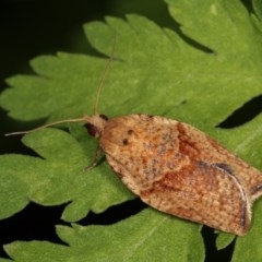Epiphyas postvittana (Light Brown Apple Moth) at Melba, ACT - 1 Nov 2020 by kasiaaus