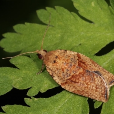 Epiphyas postvittana (Light Brown Apple Moth) at Melba, ACT - 1 Nov 2020 by kasiaaus