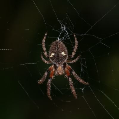 Hortophora transmarina (Garden Orb Weaver) at Melba, ACT - 1 Nov 2020 by kasiaaus