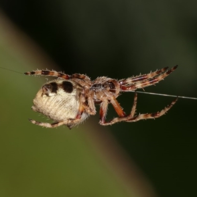 Hortophora sp. (genus) (Garden orb weaver) at Melba, ACT - 1 Nov 2020 by kasiaaus