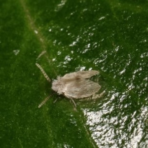 Psychodidae sp. (family) at Melba, ACT - 1 Nov 2020