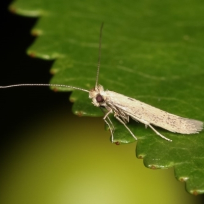 Tineola bisselliella (Webbing Clothes Moth) at Melba, ACT - 1 Nov 2020 by kasiaaus