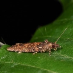 Isochorista (genus) (A Tortricid moth) at Melba, ACT - 1 Nov 2020 by kasiaaus
